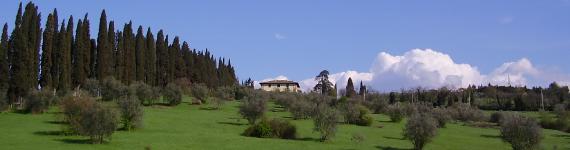 Cypress avenue that leads to Villa Antinori from Beb